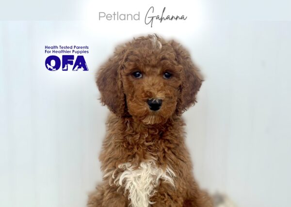 [#253326-02]  - Red M Poodle Standard Puppies for Sale