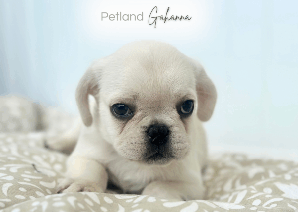 [#252995-05]  - Cream F Frug Puppies for Sale