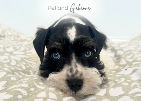 [#253309-02]  - Black / White M Miniature Schnauzer Puppies for Sale