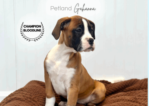 [#253109-04]  - Fawn F Boxer Puppies for Sale