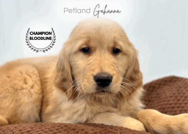 [#253076-05]  - Light Golden M Golden Retriever Puppies for Sale