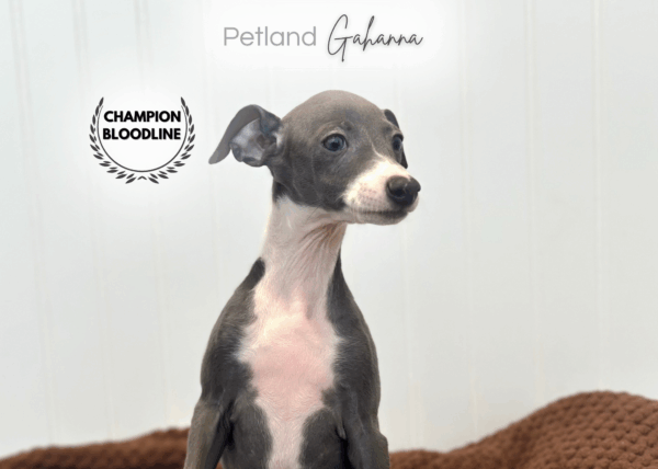 [#253110-06]  - Blue / White F Italian Greyhound Puppies for Sale