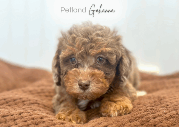 [#253052-02]  - Chocolate Merle F Schnoodle Puppies for Sale