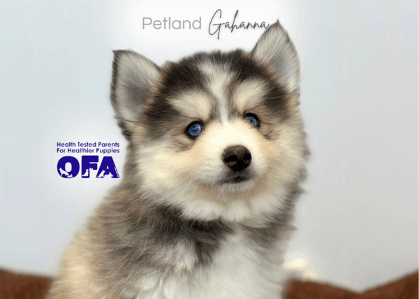 [#253048-03]  - Gray / White M Pomsky Puppies for Sale