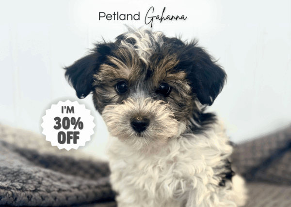 [#252687-04]  - Black / White F Yorkiepoo Puppies for Sale