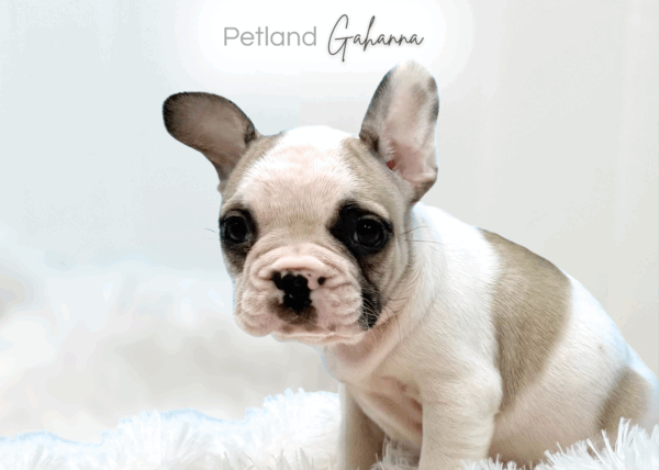 French Bulldog – 593 – Petland Gahanna, Ohio