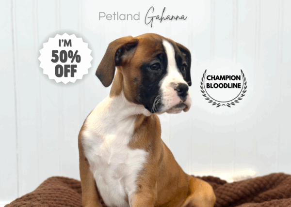 [#253109-04]  - Fawn F Boxer Puppies for Sale