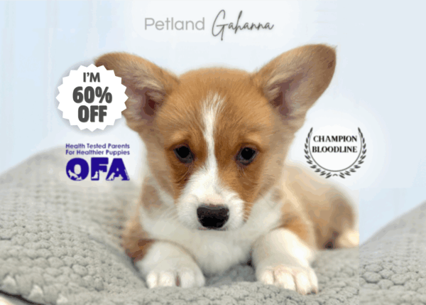 [#253223-01]  - Red / White M Pembroke Welsh Corgi Puppies for Sale