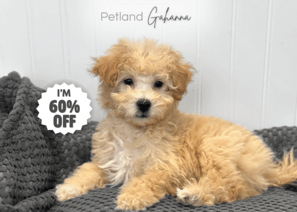 [#252983-02]  - Buff / White M Bichapoo Puppies for Sale