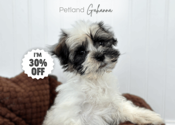 [#253143-01]  - Chocolate / White M Havanese Puppies for Sale