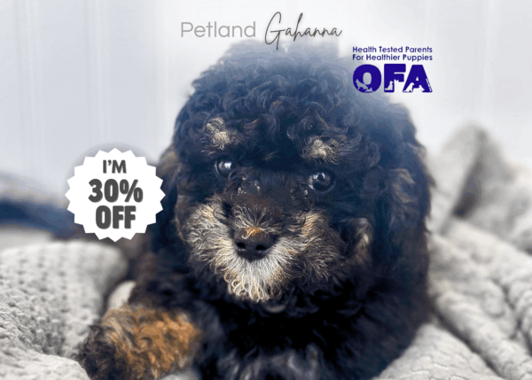 [#253098-07]  - Black White / Tan F Bernedoodle Mini 2nd Gen Puppies for Sale