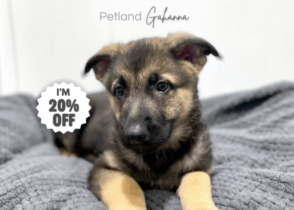 [#253371-02]  - Black / Tan M German Shepherd Dog Puppies for Sale