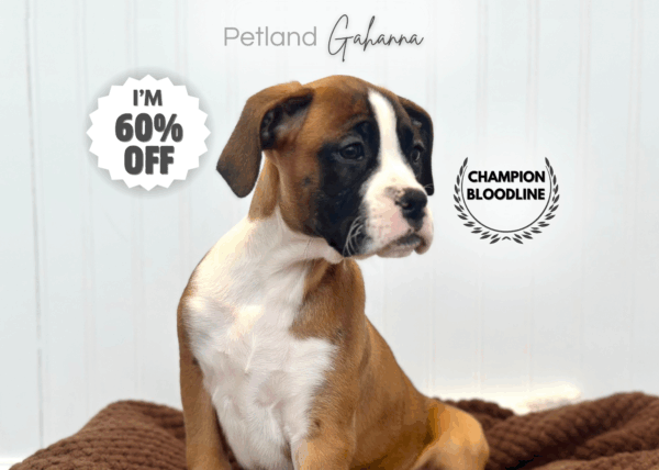 [#253109-04]  - Fawn F Boxer Puppies for Sale