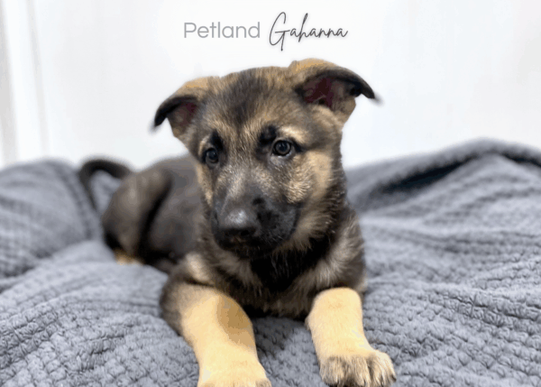 [#253371-02]  - Black / Tan M German Shepherd Dog Puppies for Sale