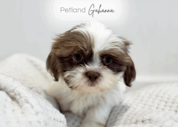 [#253337-03]  - Chocolate / White M Shih Tzu Puppies for Sale