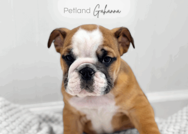 [#990000014302499]  - Tan and White Male English Bulldog Dog