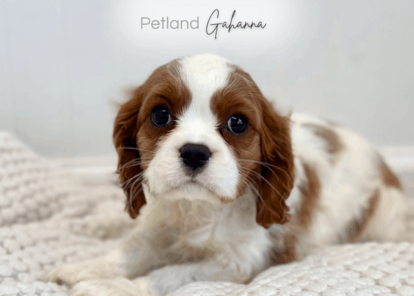 [#253512-01]  - Blenheim M Cavalier King Charles Spaniel Puppies for Sale