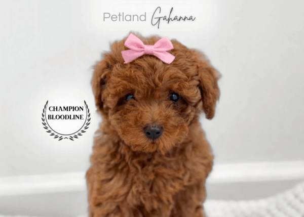 [#9002630002094898]  - Female Poodle Dog