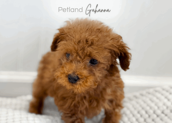 [#990000014263791]  - Red / Cream Male Mini Goldendoodle F2 Dog