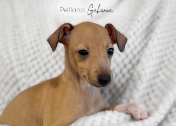 [#990000010747763]  - Tan Female Italian Greyhound Dog