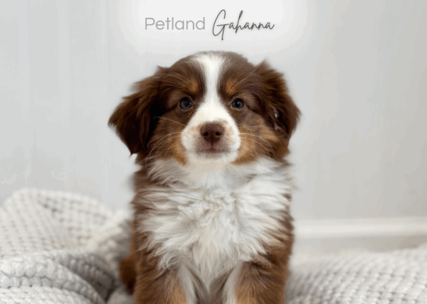 [#253428-02]  - Chocolate F Miniature Australian Shepherd Puppies for Sale