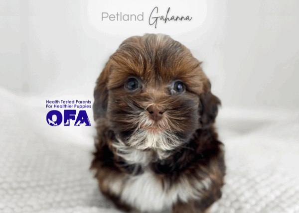 [#253645-01]  - Brown / White M Havatzu Puppies for Sale