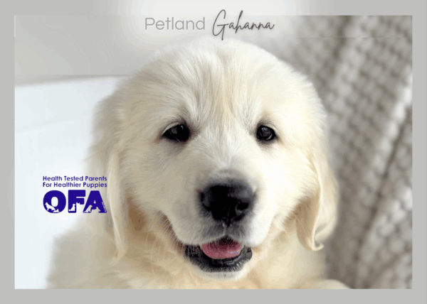 [#253685-01]  - Cream M Golden Retriever Puppies for Sale