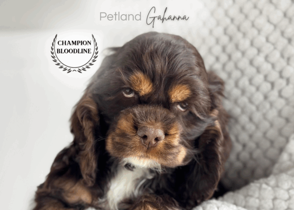 [#253556-05]  - Chocolate M Cocker Spaniel Puppies for Sale