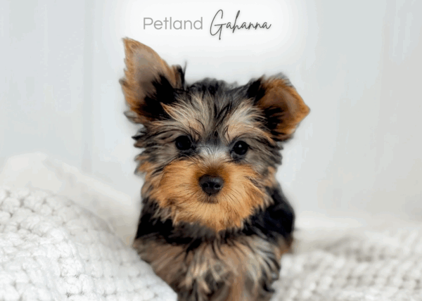[#253304-02]  - Black / Tan F Yorkshire Terrier Puppies for Sale