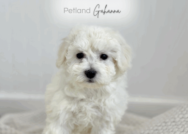 [#253668-06]  - White F Bichon Frise Puppies for Sale