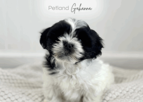 [#26135-03]  - Black / White F Teddy Bear Puppies for Sale