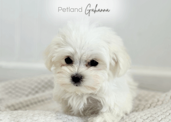 [#253460-03]  - White F Maltese Puppies for Sale