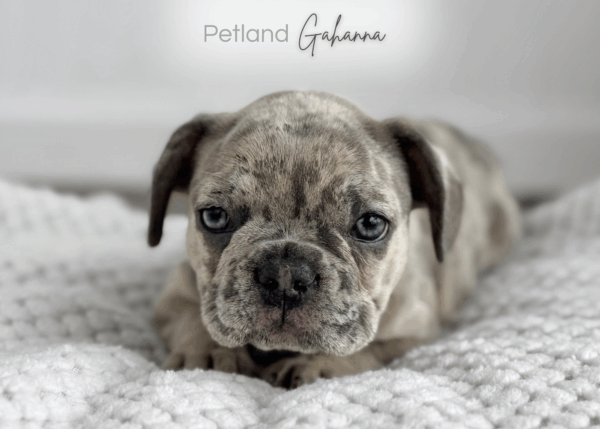 [#933000321262033]  - Merle Female French Bulldog Dog