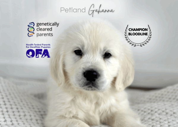 [#900263000209493]  - Cream Male Golden Retriever Dog