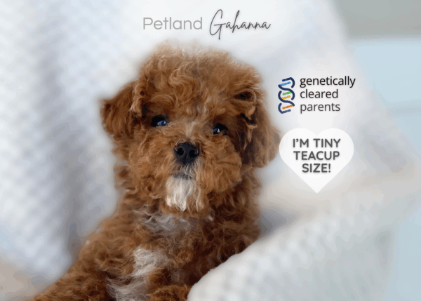 [#900263000209499]  - Red Female Mini Poodle Dog