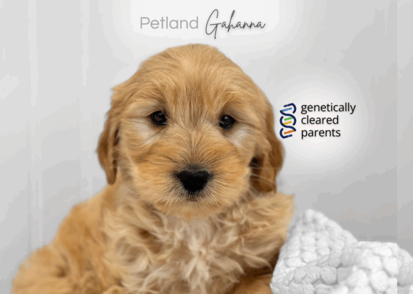 [#990000014263861]  - Female Goldendoodle Dog