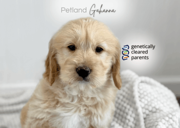 [#990000014263877]  - Golden / Tan Male Goldendoodle Dog
