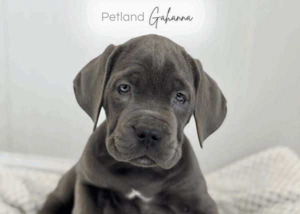 [#900263000424109]  - Gray Female Cane Corso Dog