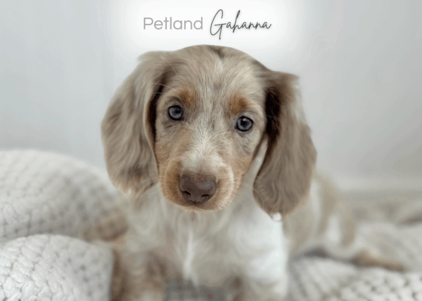 [#990000014300048]  - Cream Male Dachshund Dog