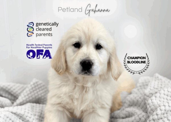 [#90000014263868]  - Cream Female Golden Retriever Dog