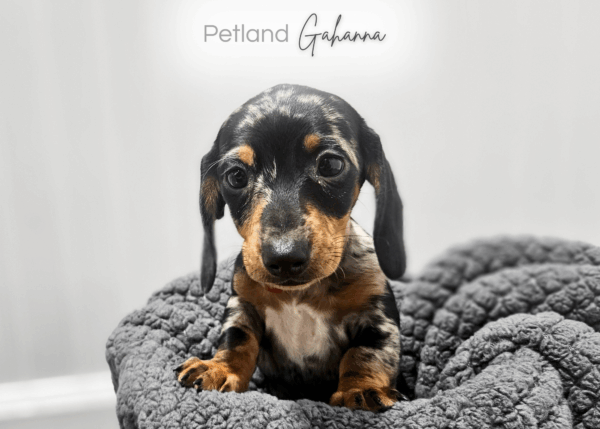 [#990000013901477]  - Dapple Female Dachshund Dog