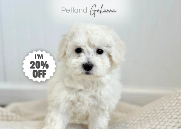 [#253668-06]  - White F Bichon Frise Puppies for Sale