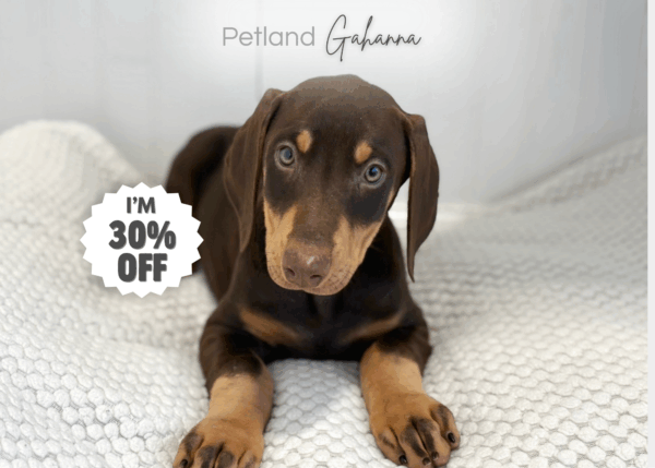 [#253826-10]  - Brown / Tan F Doberman Pinscher Puppies for Sale