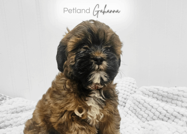 [#990000014300045]  - Red Female ShihPoo Dog