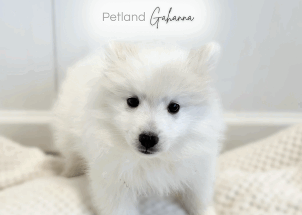 [#253584-01]  - White M American Eskimo Dog Puppies for Sale