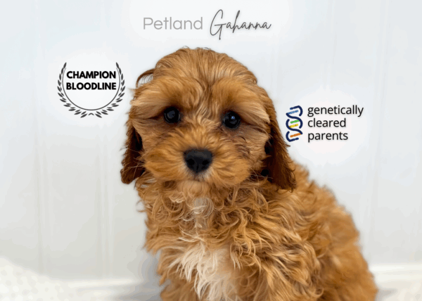 [#990000014263790]  - Red Female Cavapoo Dog