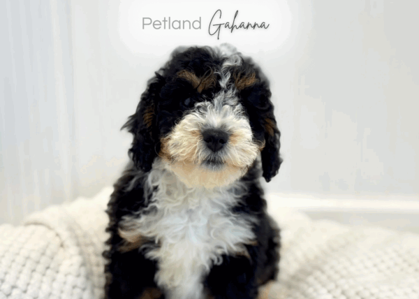 [#990000010747823]  - Black White Female Mini Bernadoodle Dog