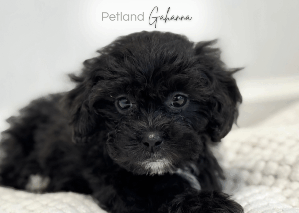 [#990000008983720]  - Black ShihPoo Dog