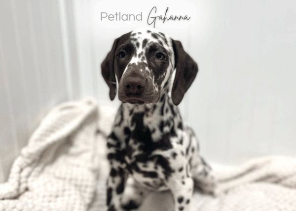 [#253222-03]  - White / Liver M Dalmatian Puppies for Sale