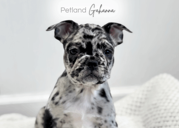 [#253209-04]  - Black Merle F French Bulldog Puppies for Sale